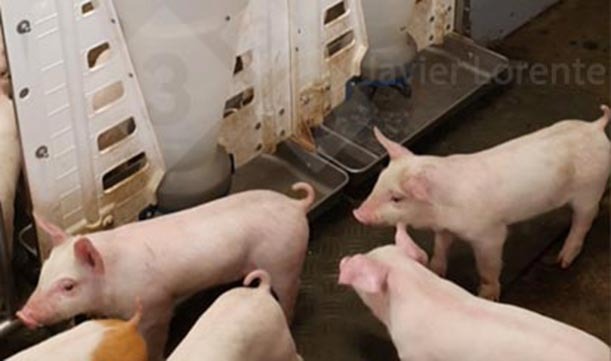 <p>Fot. 7. Podajniki&nbsp;bez paszy w czasie przybywania prosiąt do odchowalni.</p>
